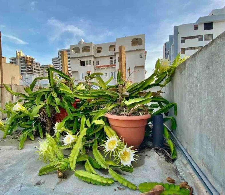 Fresh Tropical Colonial Style Walk-Up- Rooftop Terrace- Beach View San Juan Extérieur photo