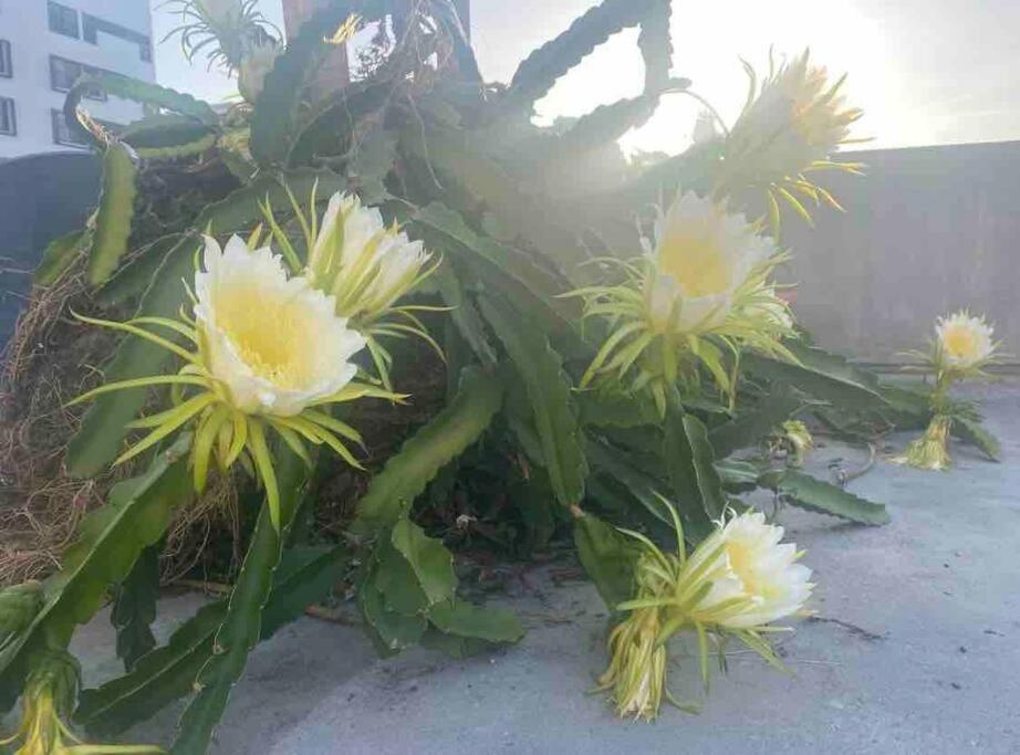 Fresh Tropical Colonial Style Walk-Up- Rooftop Terrace- Beach View San Juan Extérieur photo