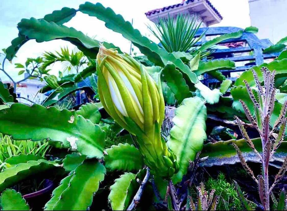 Fresh Tropical Colonial Style Walk-Up- Rooftop Terrace- Beach View San Juan Extérieur photo